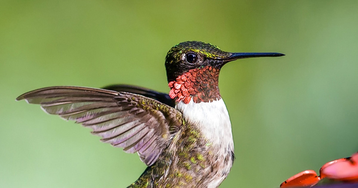 10 Fun Facts About the Ruby-throated Hummingbird 10 Fun Facts About the Ruby-throated Hummingbird