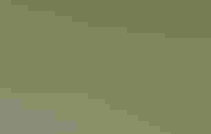 A small shorebird with beach vegetation