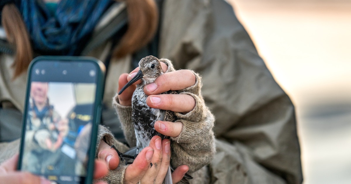 Celebrating 10 Years of BirdReturns Celebrating 10 Years of BirdReturns