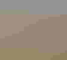 A roadrunner leaps off the edge of a rock with its long tail pointed straight up.
