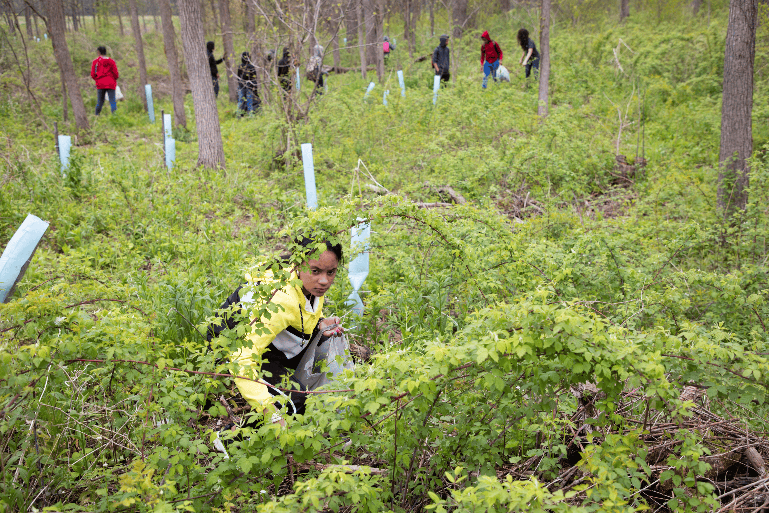 A group of students at a volunteer day. In the background, students stand in a line. In the foreground, one student crouches to pull invasive garlic mustard.