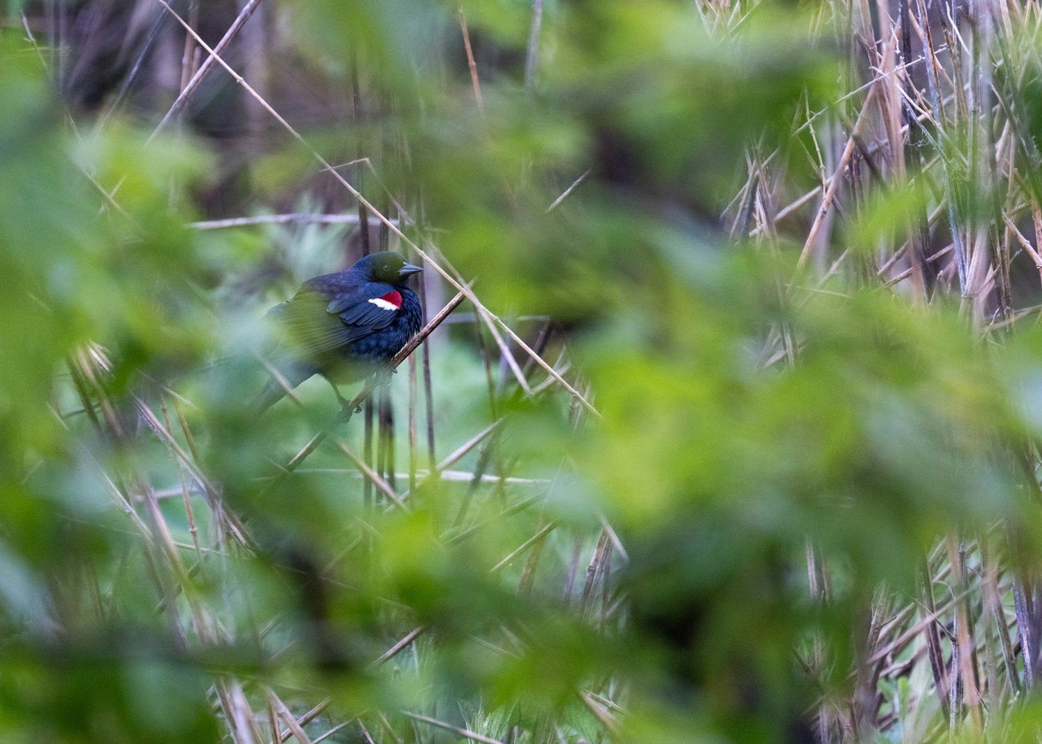 Following Tricolored Blackbirds and Their Friends: Farmers