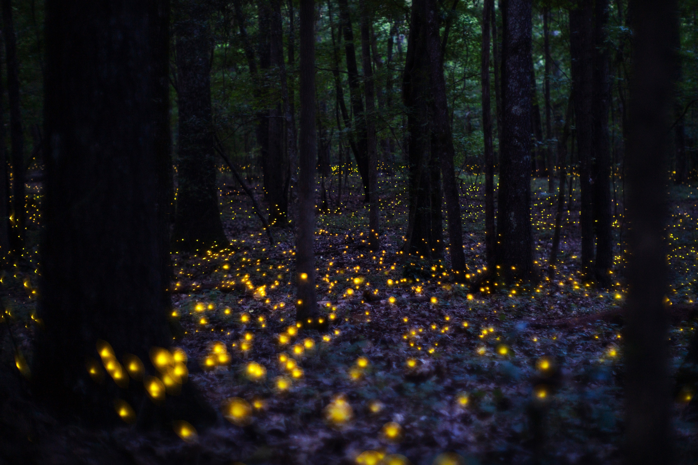 Love Fireflies? Here's How You Can Help Scientists Save Them. | Audubon