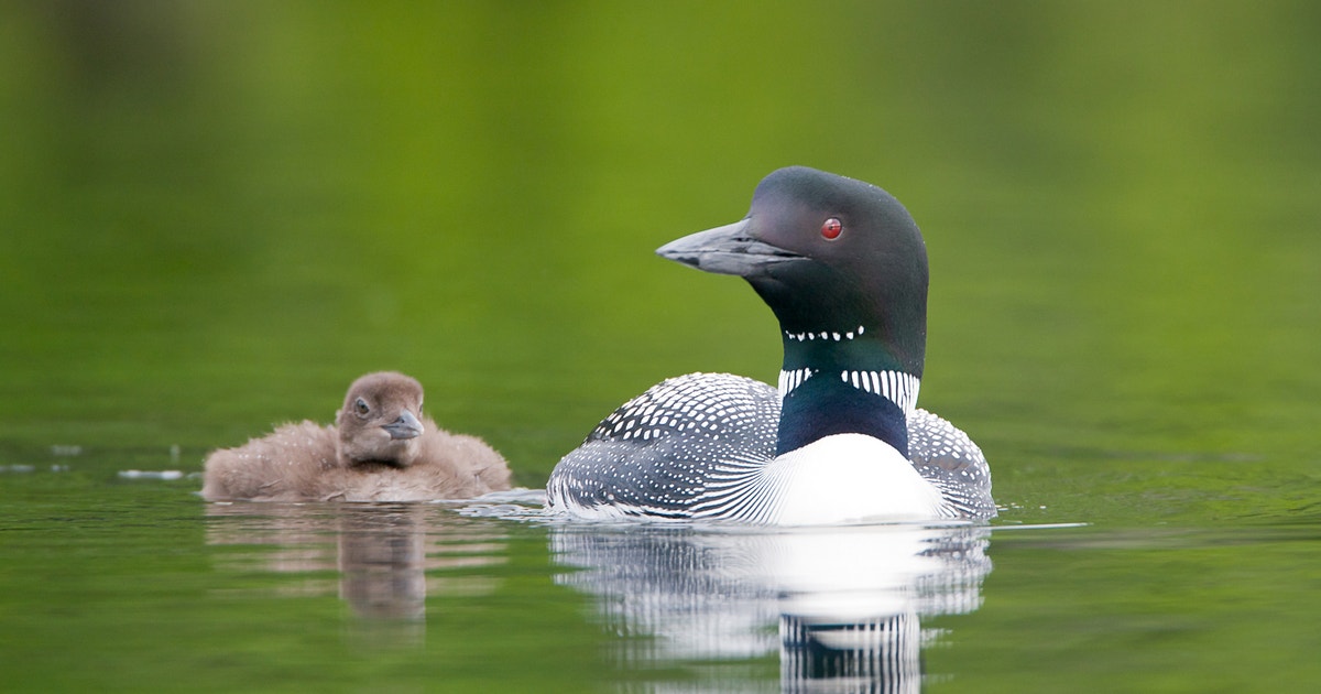 Power of Place | Audubon Power of Place | Audubon