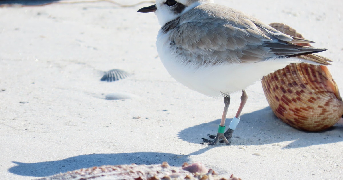 Fort De Soto Highlights Nature’s Resilience After Hurricanes Fort De Soto Highlights Nature’s Resilience After Hurricanes