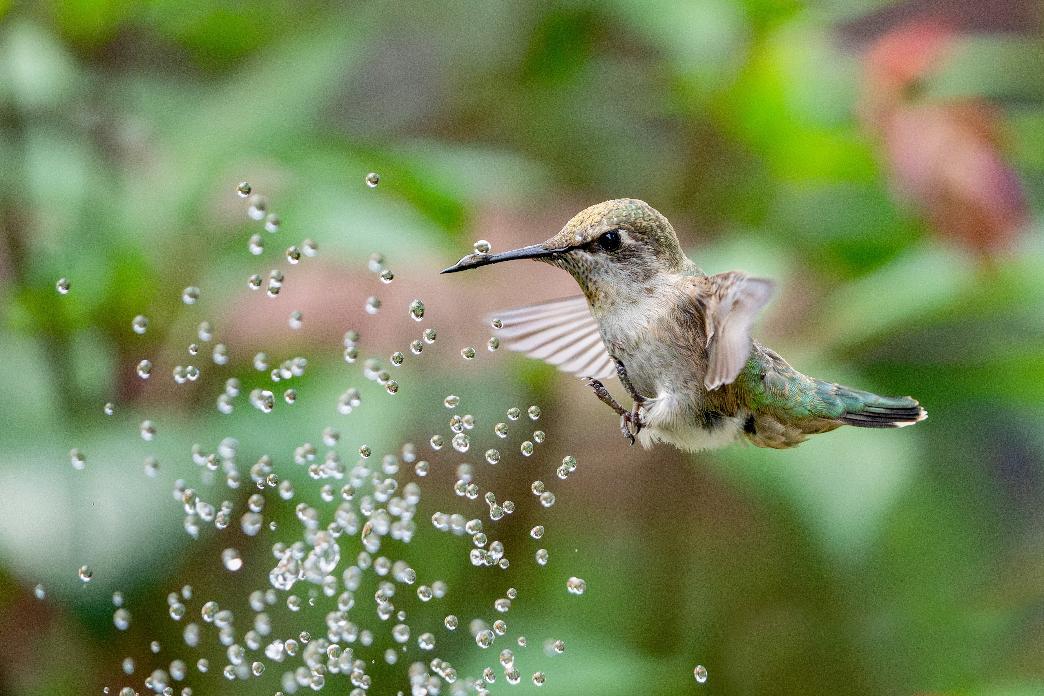A hummingbird hovers near water droplets in midair, catching one on its beak.