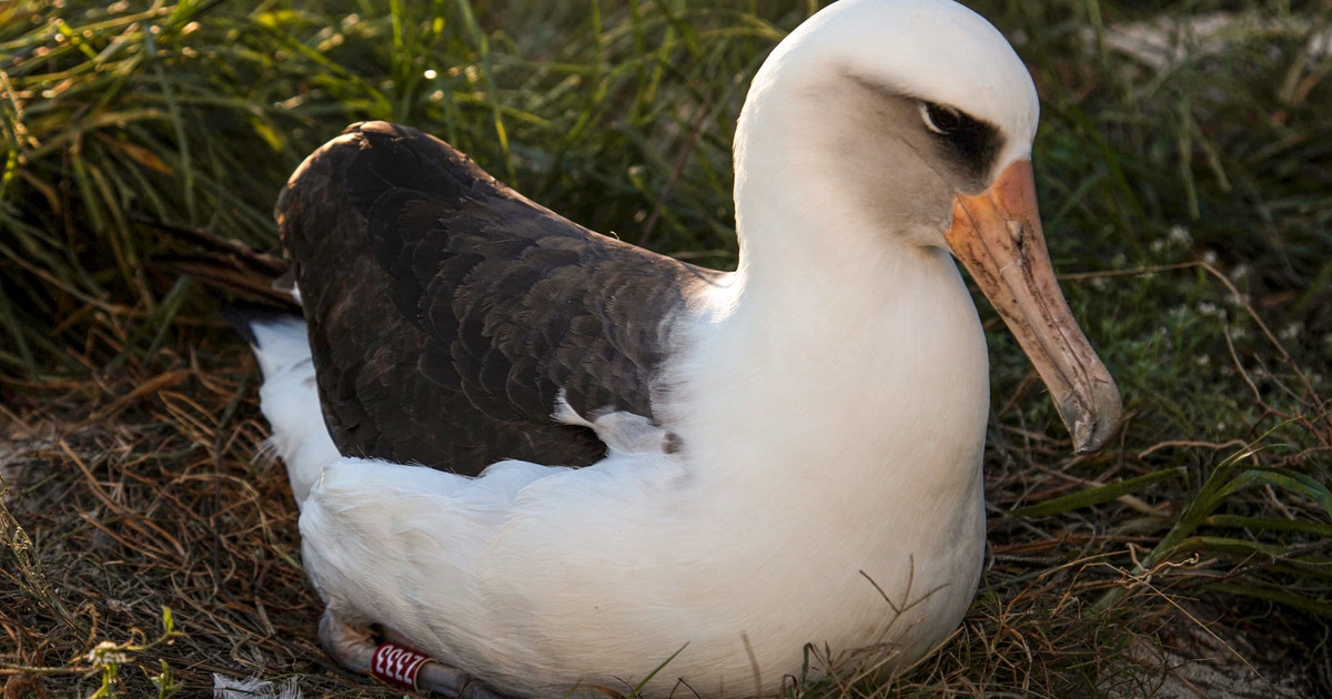 Why Federal Bird Science Deserves Our Strongest Support Why Federal Bird Science Deserves Our Strongest Support