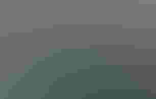 A garden shed painted with a Blue-winged Warbler on the left and two purple coneflowers on the right.