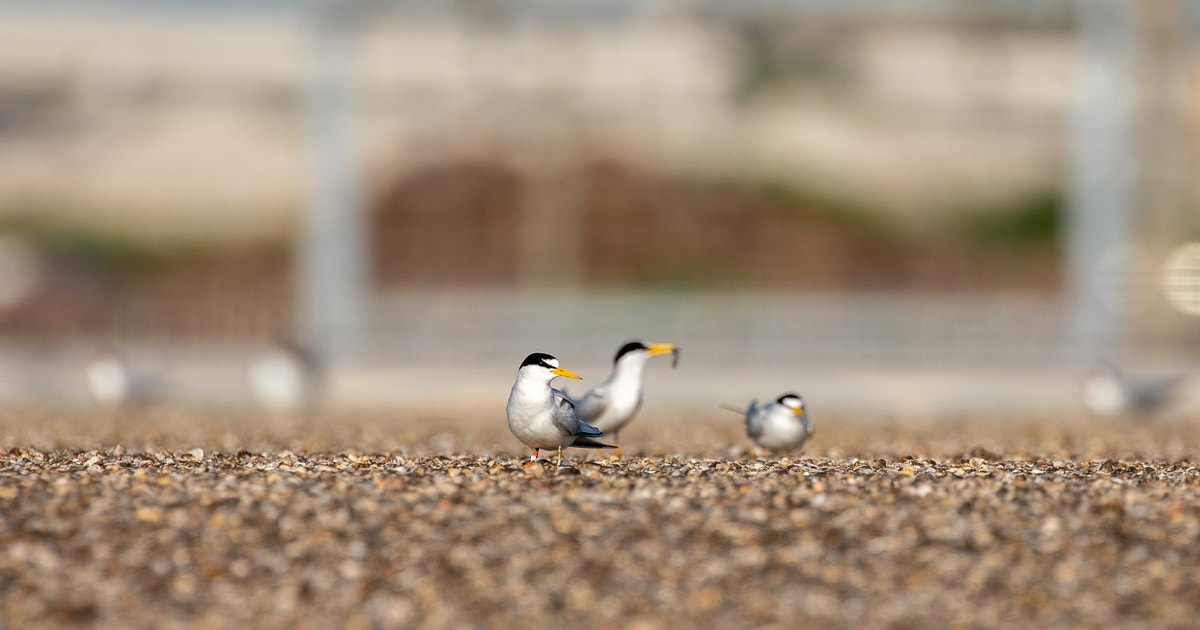 Life of a Florida Rooftop Nesting Tern Life of a Florida Rooftop Nesting Tern