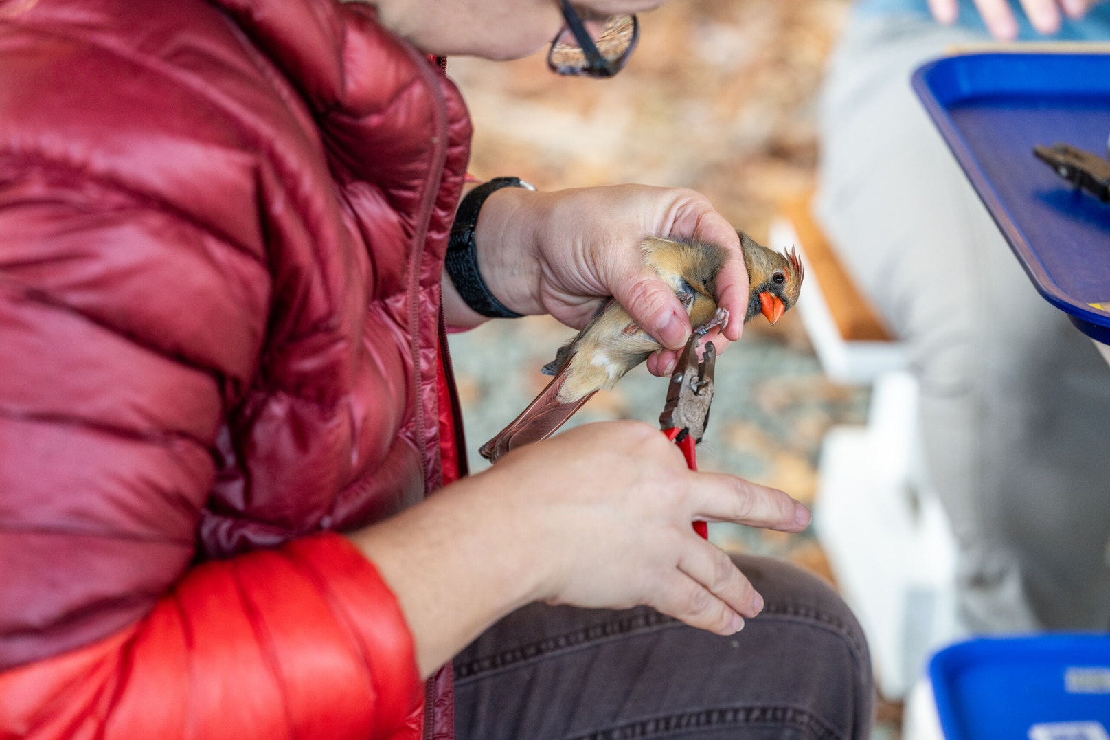 Bire Lab Looming Federal Cuts Threaten the Bird Banding Lab, a Cornerstone of ...