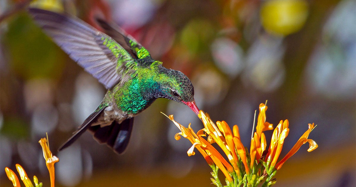 Where and When to See the Biggest Variety of Western Hummingbirds | Audubon
