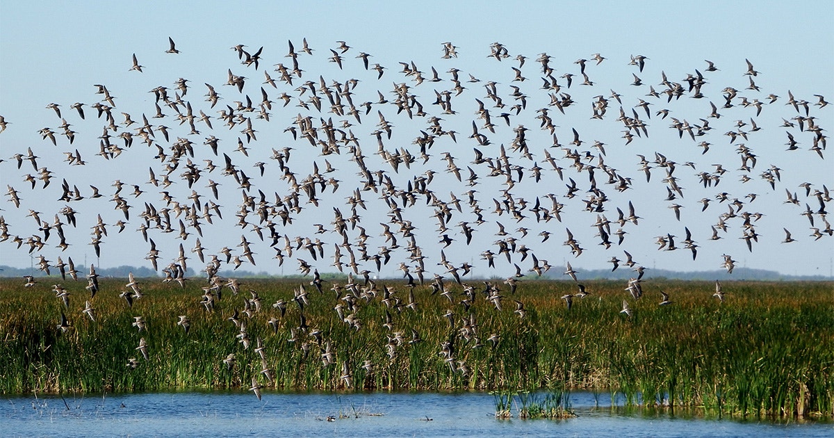 New Audubon Science Doubles Estimates of Shorebird Use in the Colorado River Delta New Audubon Science Doubles Estimates of Shorebird Use in the Colorado River Delta