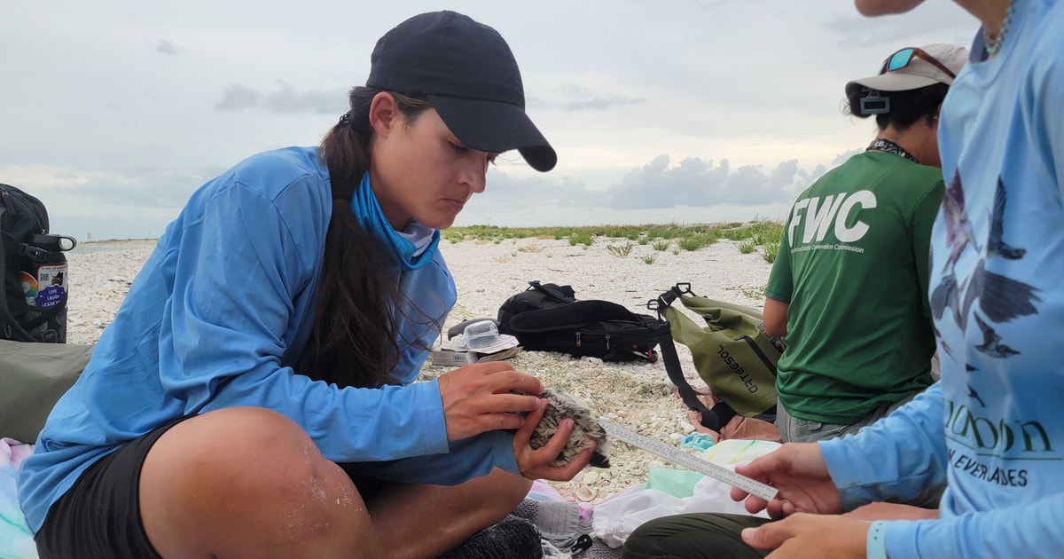 More than 50 Black Skimmer Chicks Banded in Southwest Florida More than 50 Black Skimmer Chicks Banded in Southwest Florida