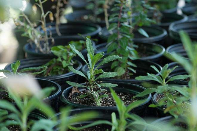 Rows of California native plants in gallon pots.