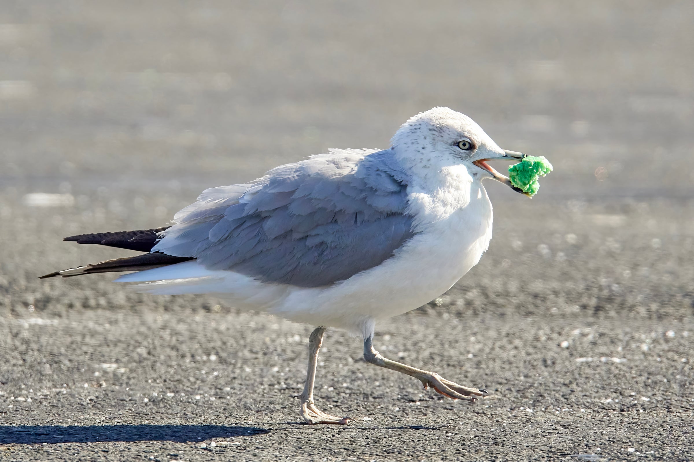 A gull walking on pavement holding a piece of green baked good in its beak.