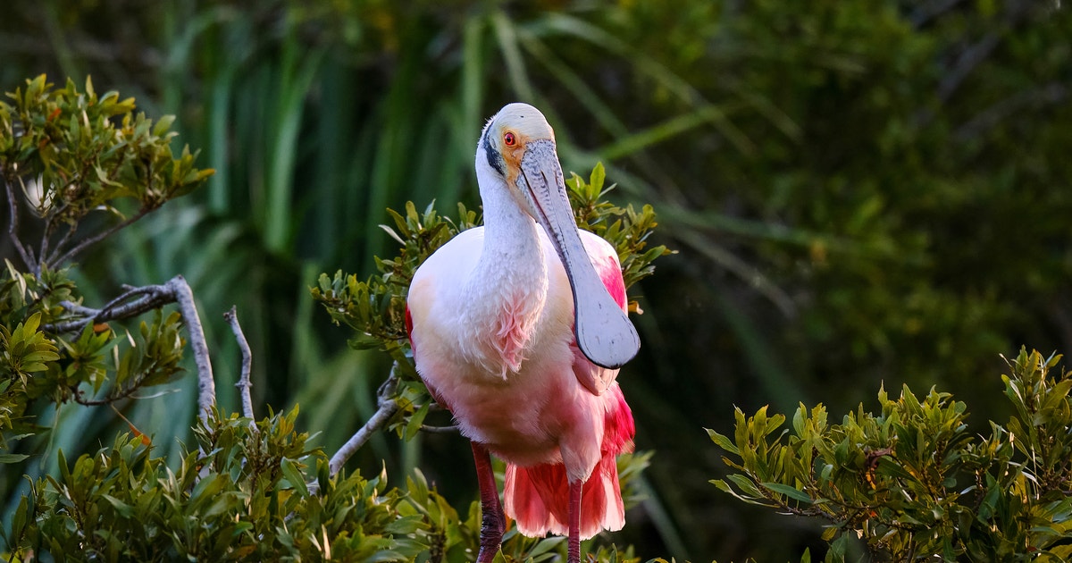 Louisiana Pulls the Plug on the Nation’s Largest Ecosystem Restoration Project Louisiana Pulls the Plug on the Nation’s Largest Ecosystem Restoration Project