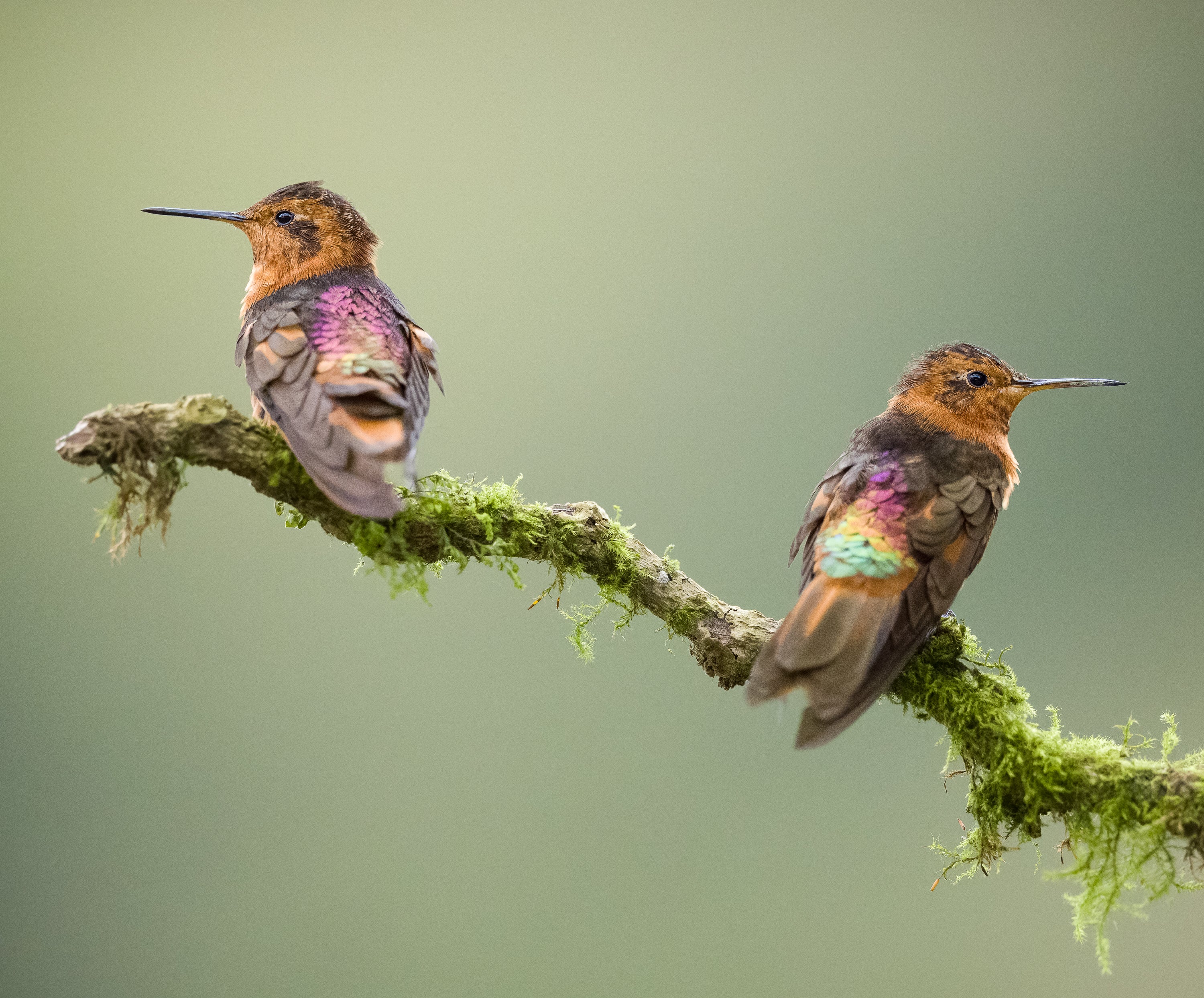 Two iridescent bronze hummingbirds sit on a branch covered with moss.