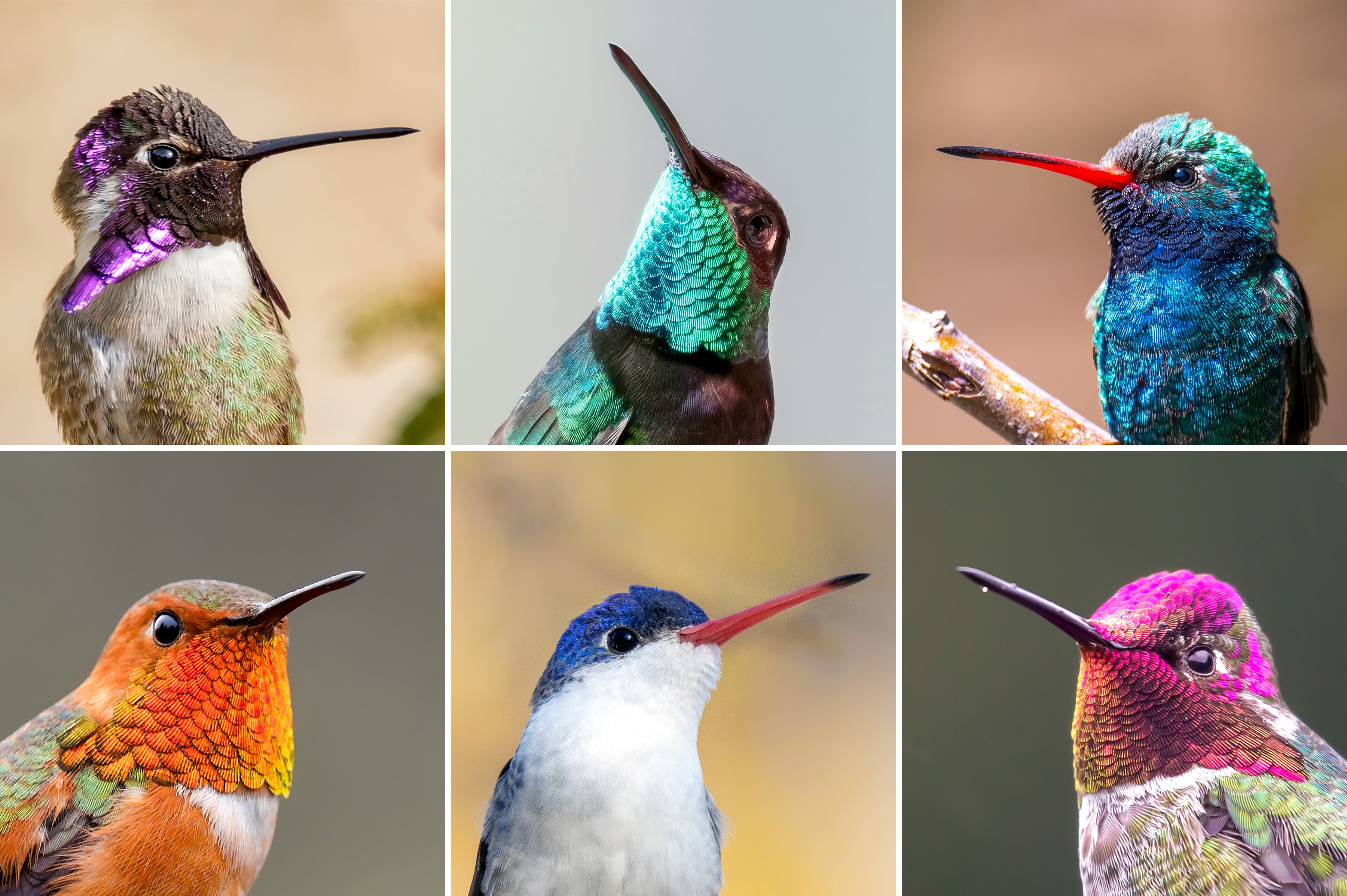 A grid of six colorful hummingbirds.