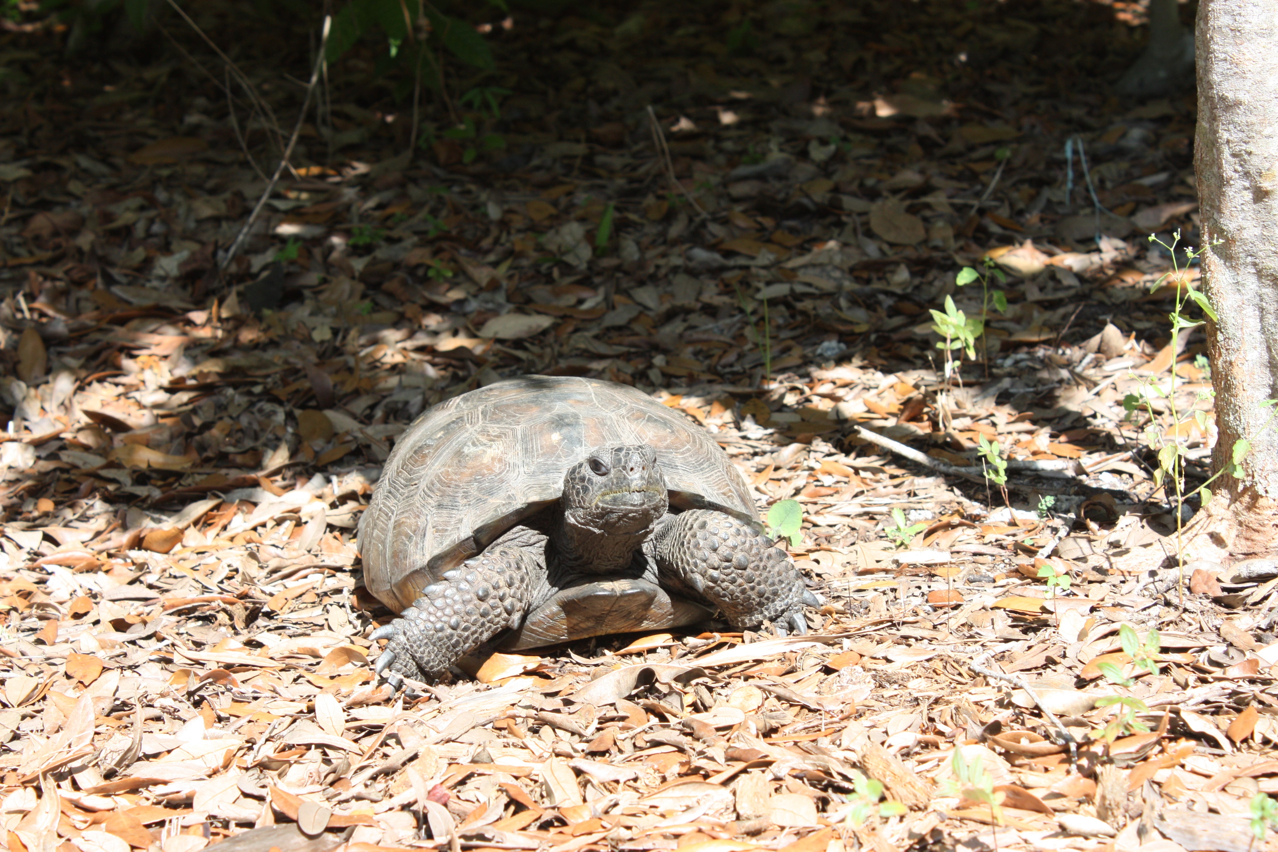 A gopher tortoise in dried leaves