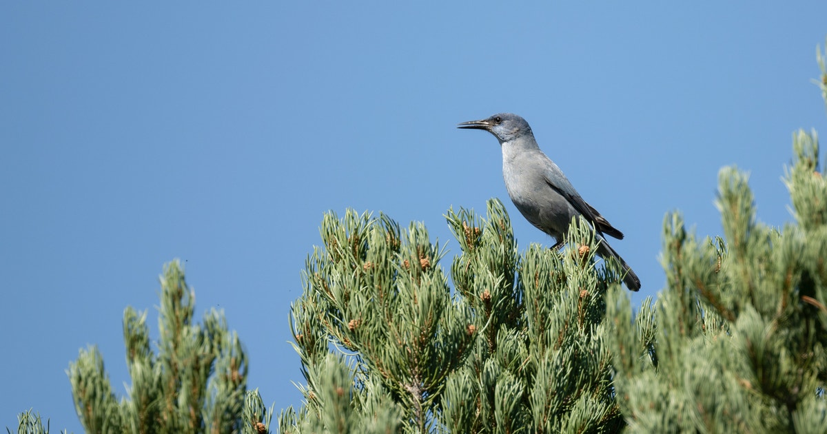 Looking Ahead: Advancing Habitat and Climate Progress After the Budget Bill Looking Ahead: Advancing Habitat and Climate Progress After the Budget Bill