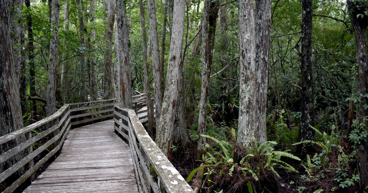 Corkscrew Swamp Sanctuary Water Year 2025 Summary Corkscrew Swamp Sanctuary Water Year 2025 Summary