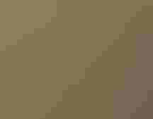 A blue wading bird preens in a marsh