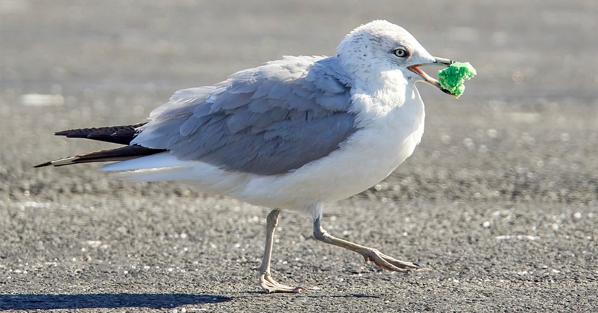 Got to This Researcher Wants Your Photos of ‘Gulls Eating Stuff’ article