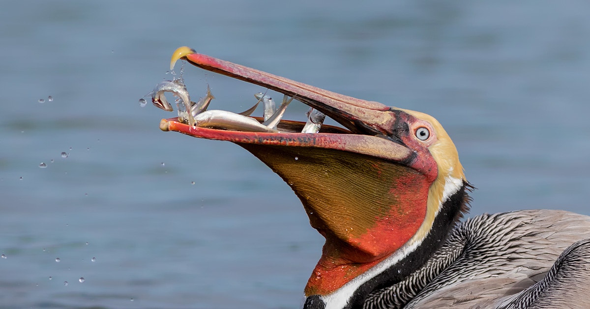 10 Fun Facts About the Brown Pelican 10 Fun Facts About the Brown Pelican