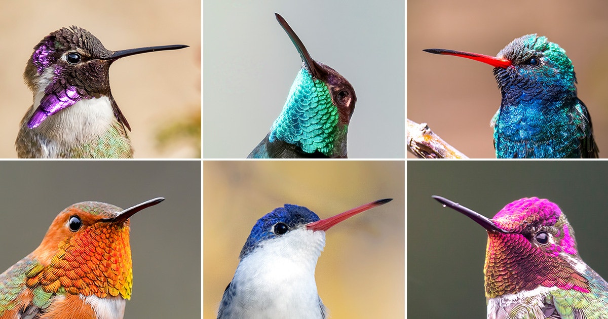 Quiz: How Well Do You Know Your Western Hummingbirds? Quiz: How Well Do You Know Your Western Hummingbirds?