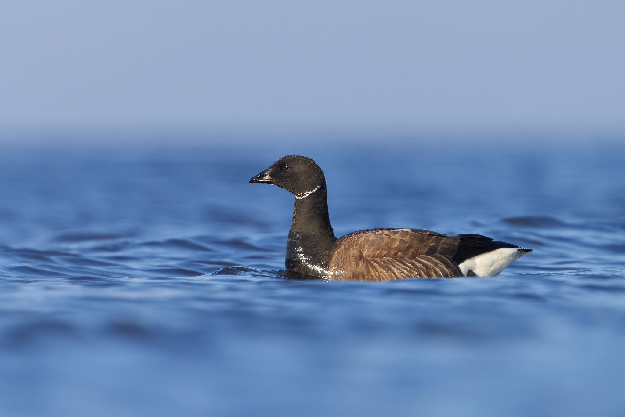 A Brant goose floats on calm blue water, its dark head and neck contrasting with a small white patch on the side of its neck. The bird's brown body feathers and white underside are partially submerged, with soft ripples surrounding it under a clear sky.