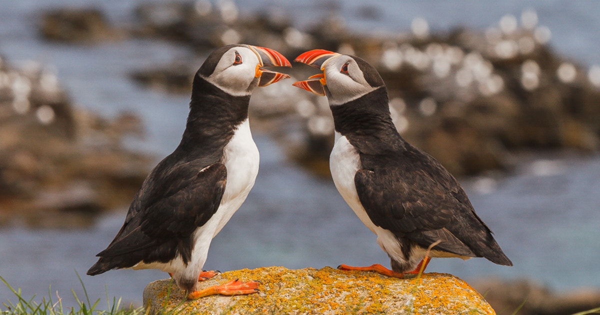 A Century of Seabird Protection on the Lower North Shore! A Century of Seabird Protection on the Lower North Shore!