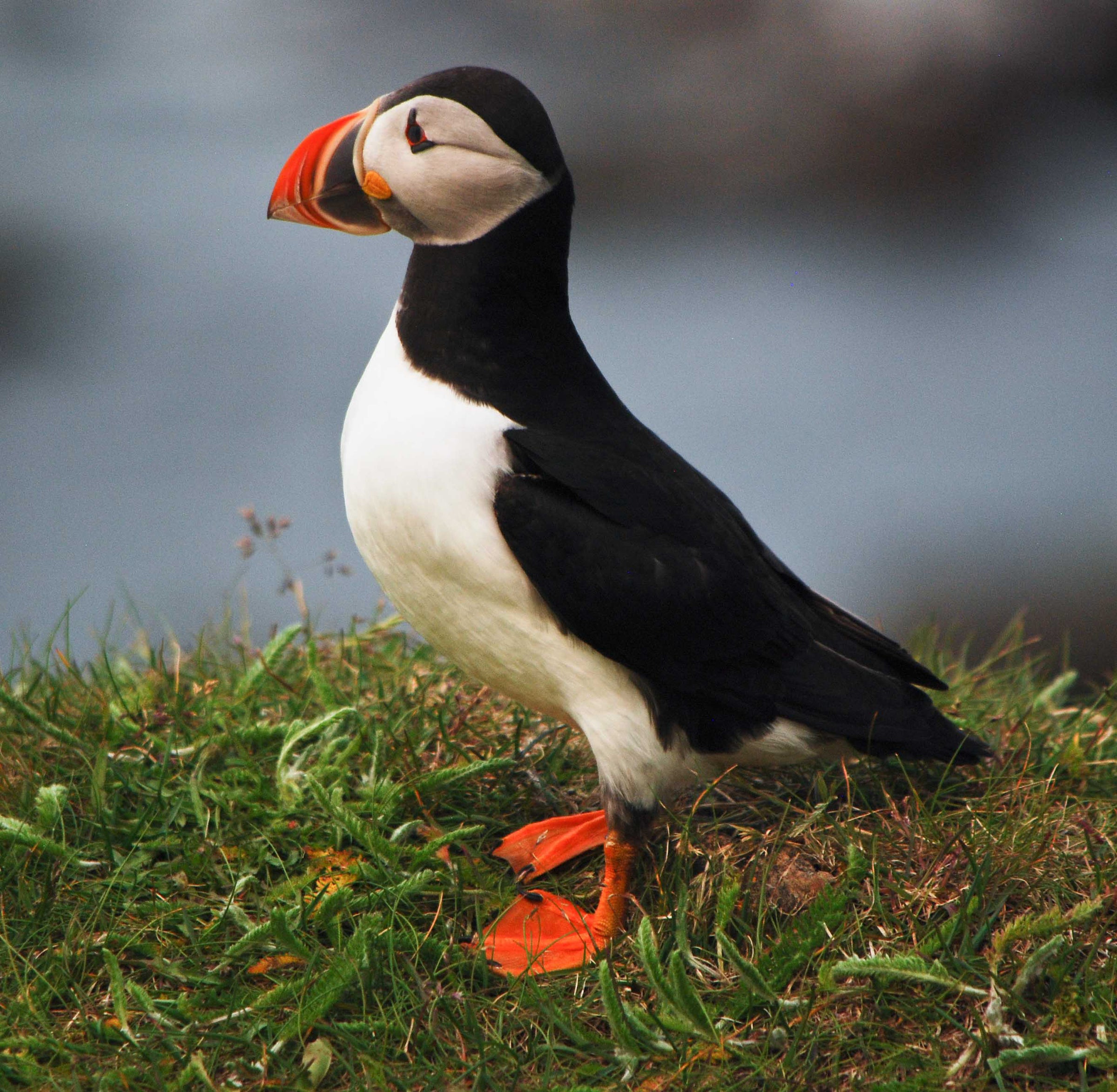 Atlantic Puffin standing on a grassy knoll. 
