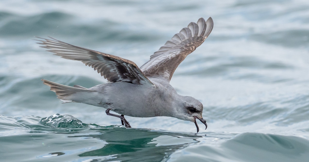 How Do Seabirds Drink Salt Water? How Do Seabirds Drink Salt Water?