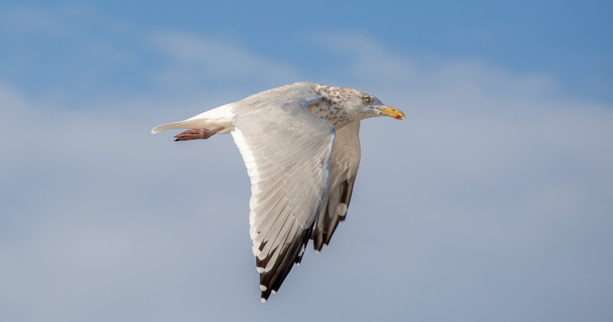 More Gulls, More Vireos: Latest Shakeup of North American Bird Names Splits Familiar Species More Gulls, More Vireos: Latest Shakeup of North American Bird Names Splits Familiar Species