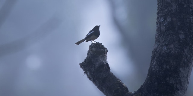 Bird Chirping at Night: Unraveling Nature's Mystery