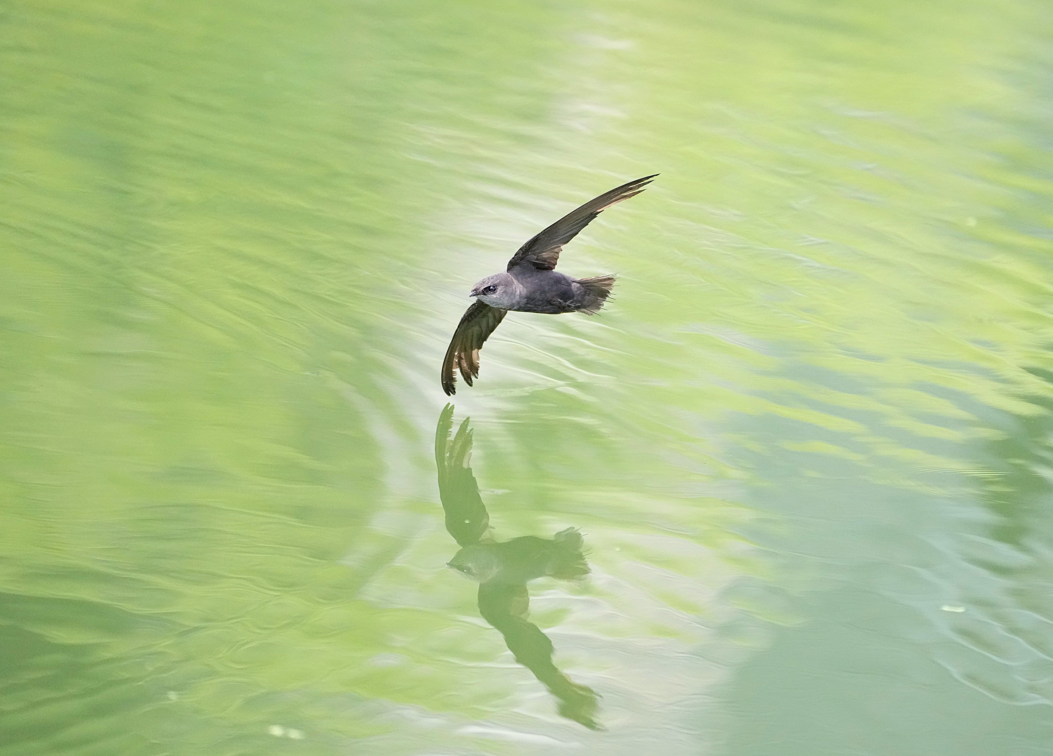 A Chimney Swift flying low over rippling, greenish water.