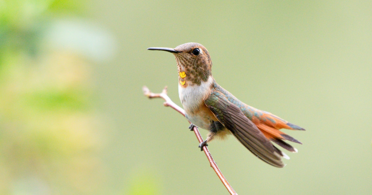 Common Birds Are Declining the Fastest, and Habitat Loss Is to Blame, a New Study Finds Common Birds Are Declining the Fastest, and Habitat Loss Is to Blame, a New Study Finds