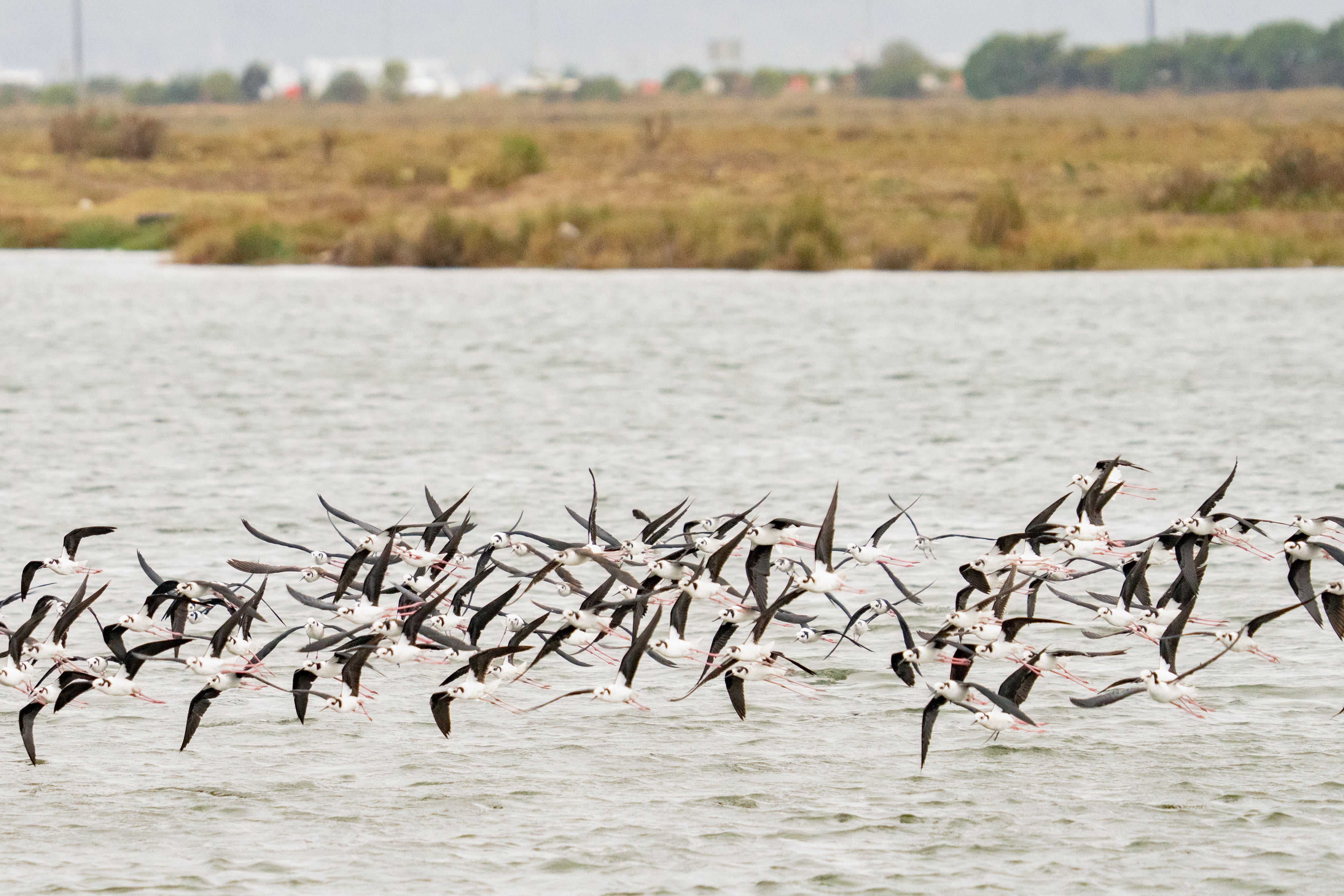 A flock of Black-necked Stilts fly closely to the water. 