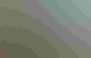 A colorful mural of birds and flowers painted on a garden shed.