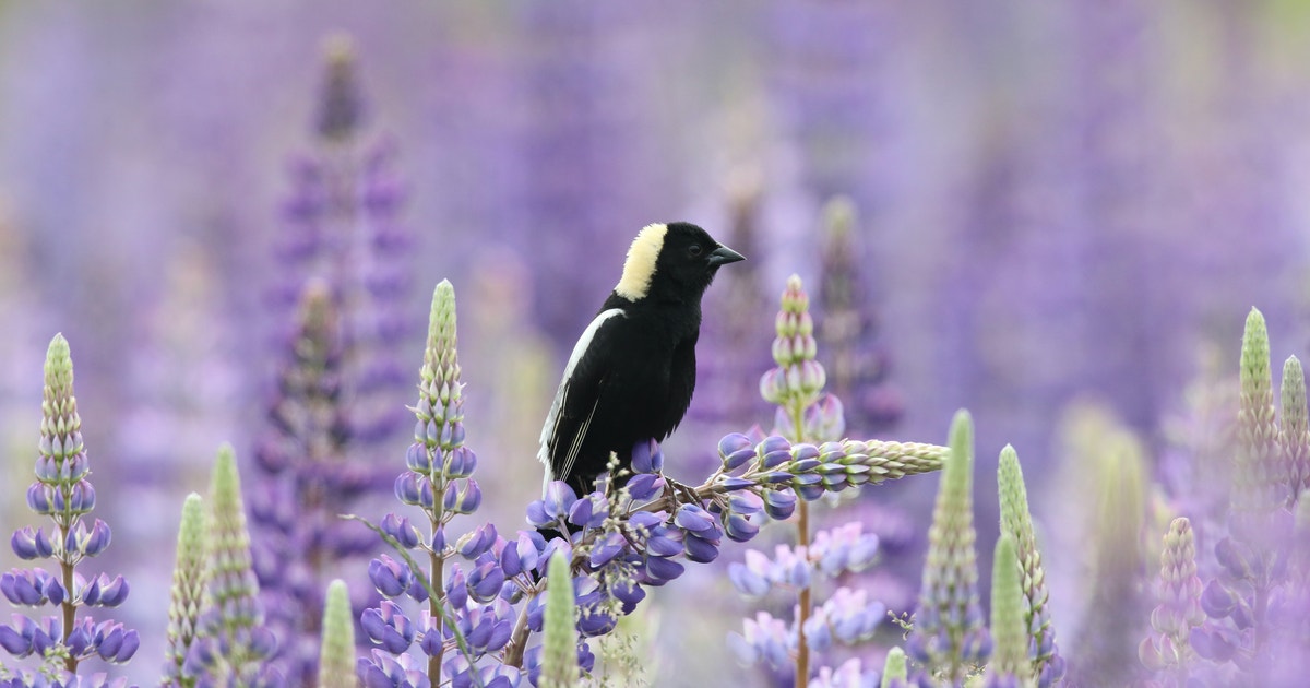 Why Preserving the Endangerment Finding Matters for Birds, People, and Local Economies Why Preserving the Endangerment Finding Matters for Birds, People, and Local Economies