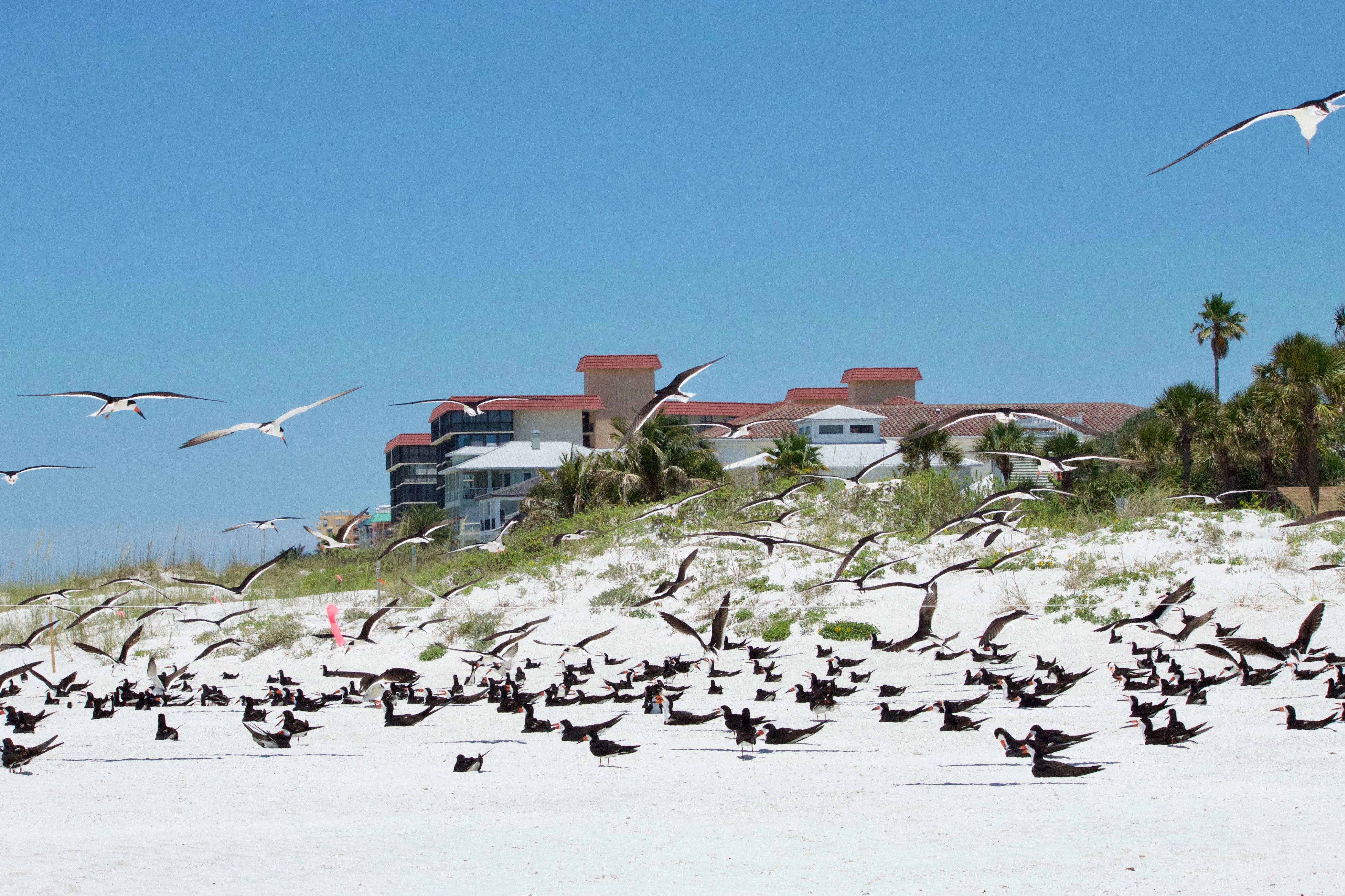 Birds in flight over a beach colony