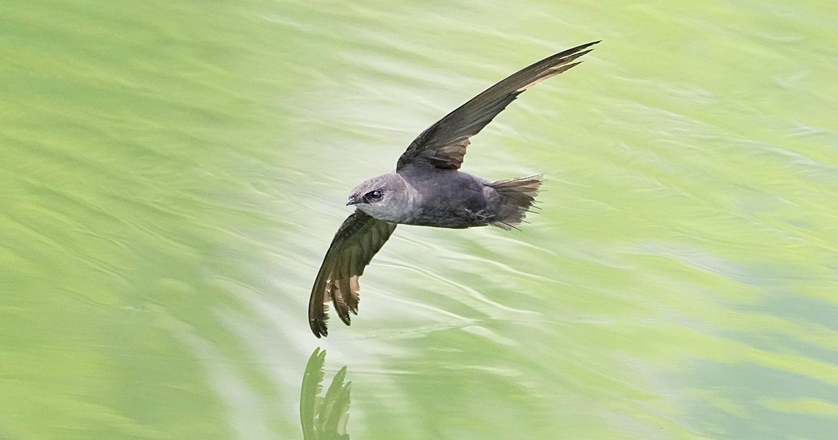 10 Fun Facts About the Chimney Swift 10 Fun Facts About the Chimney Swift