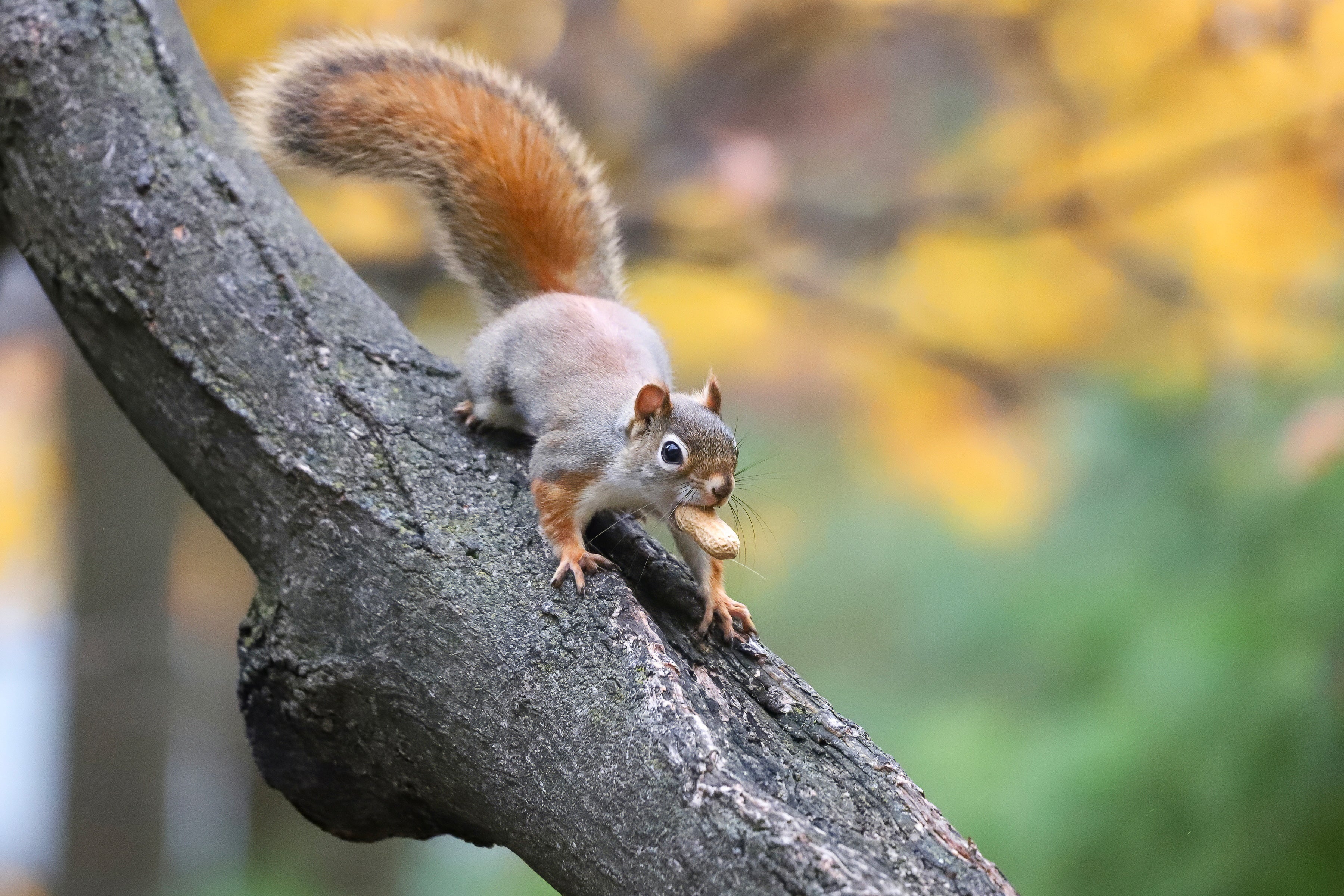 A red squirrel climbing down a tree with a peanut in its mouth pauses and looks up.