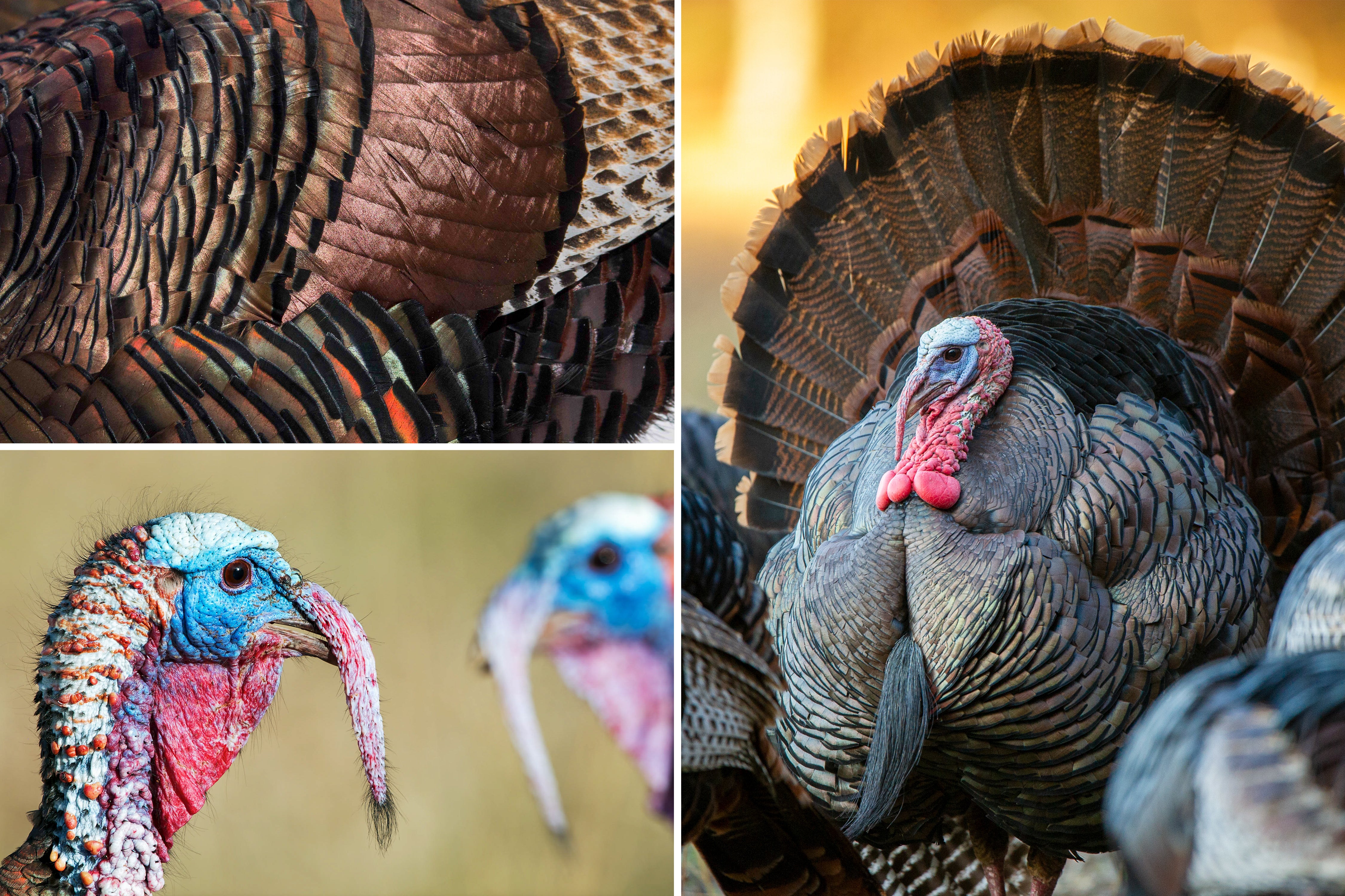 Grid of three photos showing physical features of Wild Turkeys.