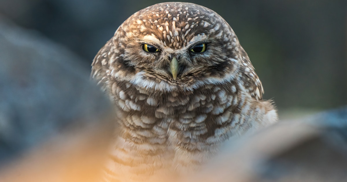 Progress Made Together for Birds and Wildlife: 2025 Policy Roundup Progress Made Together for Birds and Wildlife: 2025 Policy Roundup