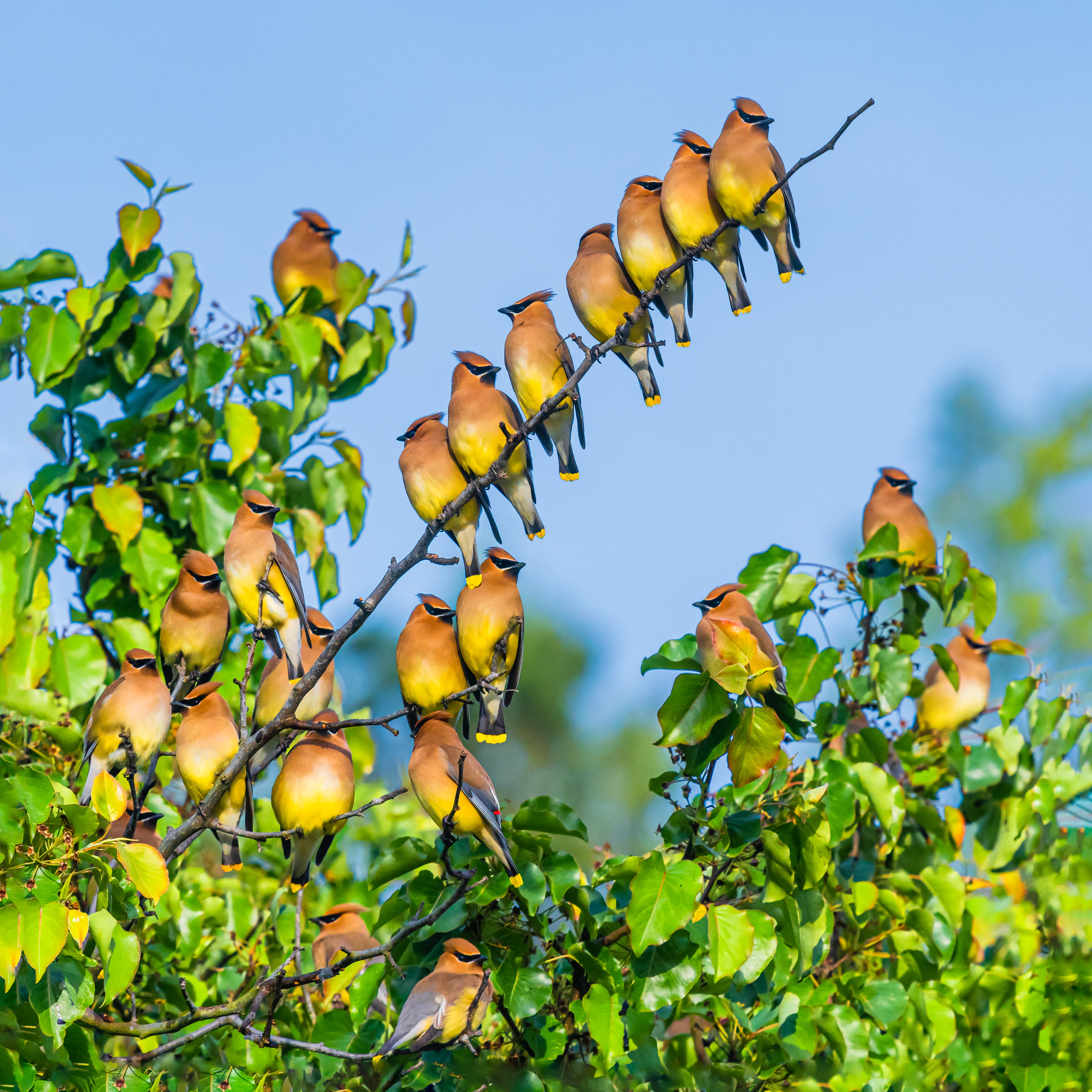 Flock of beige and yellow Cedar Waxwings stands on the branches of a tree.