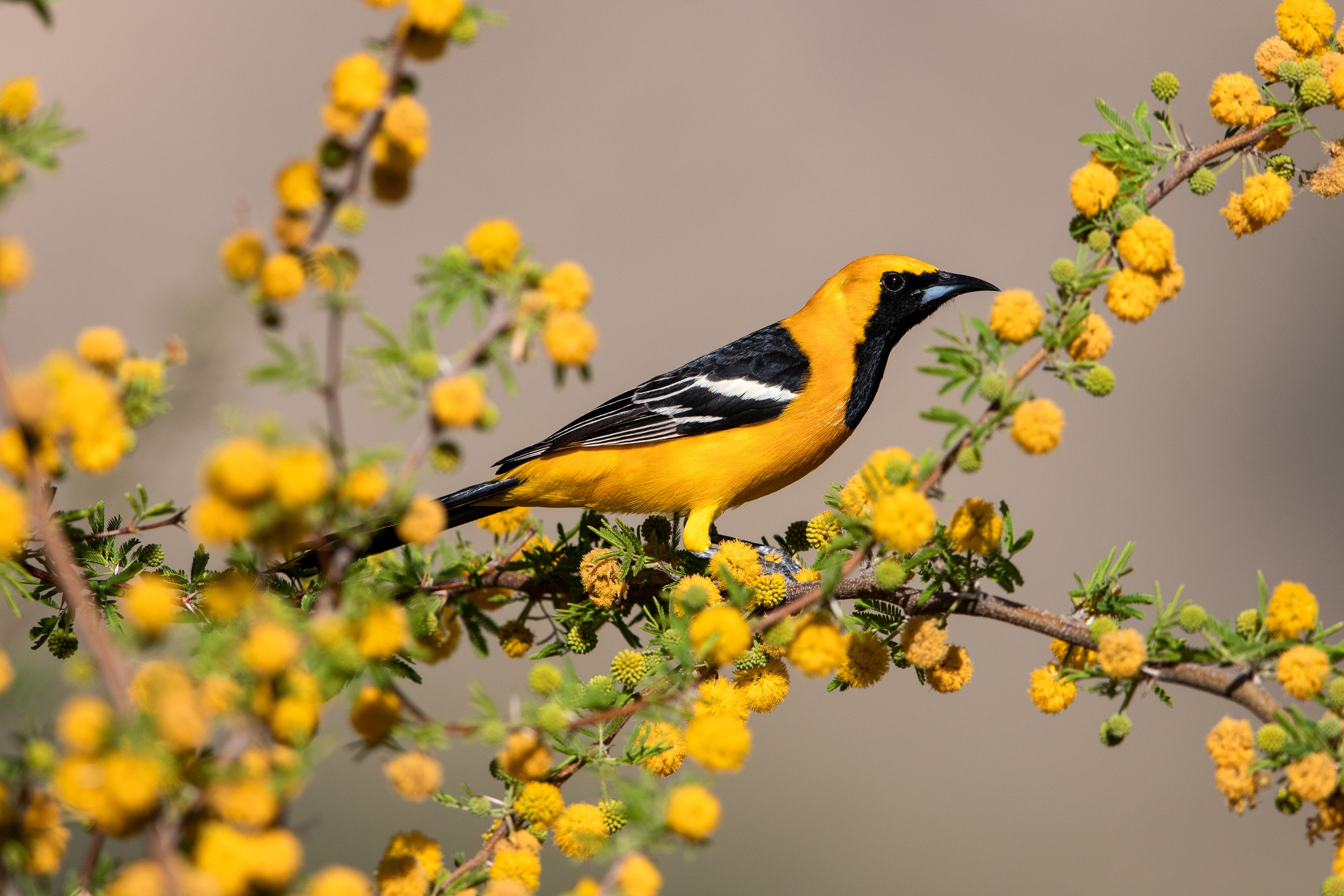 A vibrant Hooded Oriole perches in a branch covered in bright orange-yellow flowers.