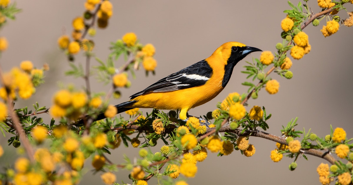 17 Beautiful Orange Birds You Can See in the United States—Tips and Locations 17 Beautiful Orange Birds You Can See in the United States—Tips and Locations