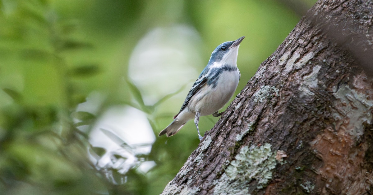 America’s Forests Depend on Private Landowners America’s Forests Depend on Private Landowners