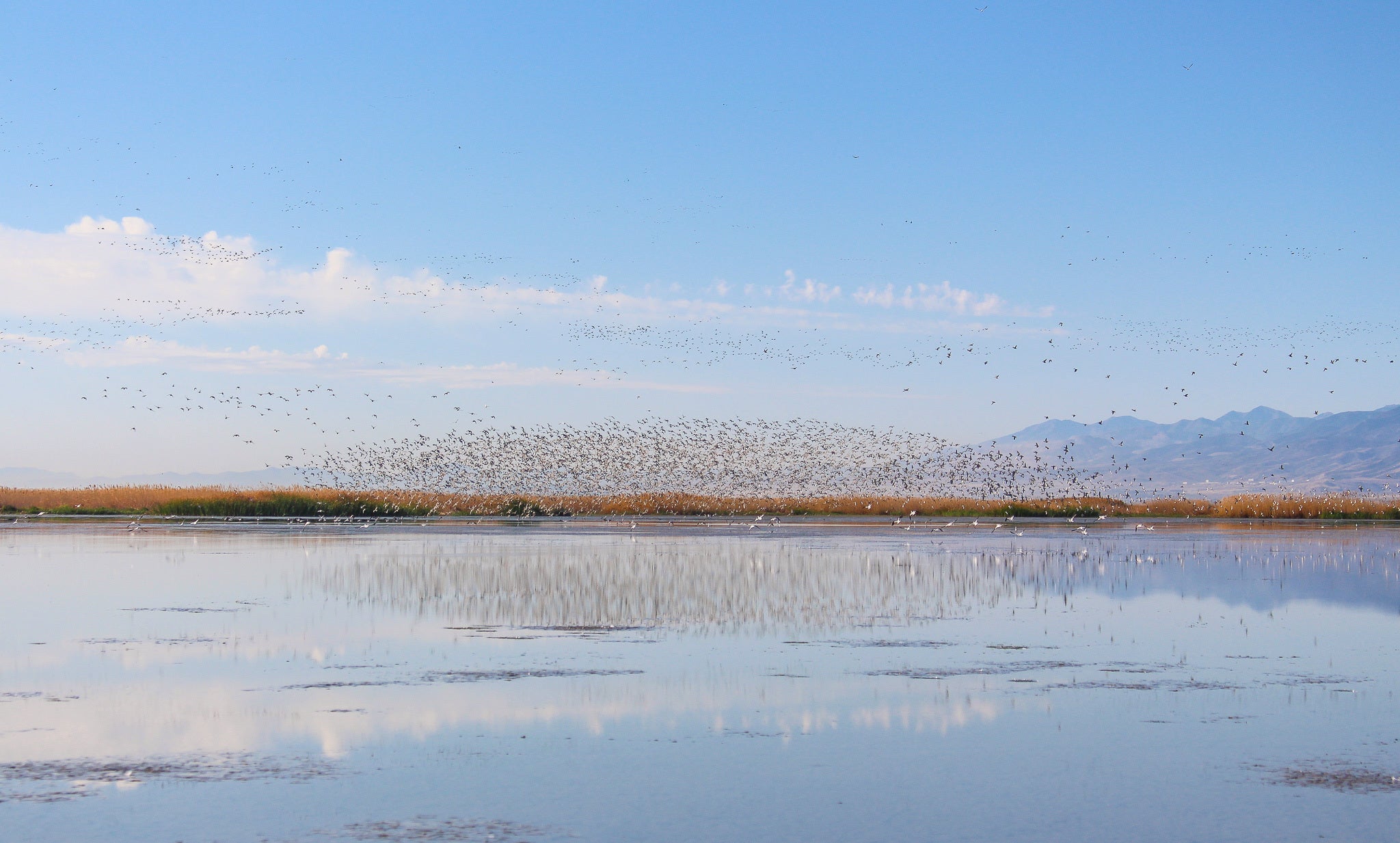 Landscape of flocks of birds flying over a lake.